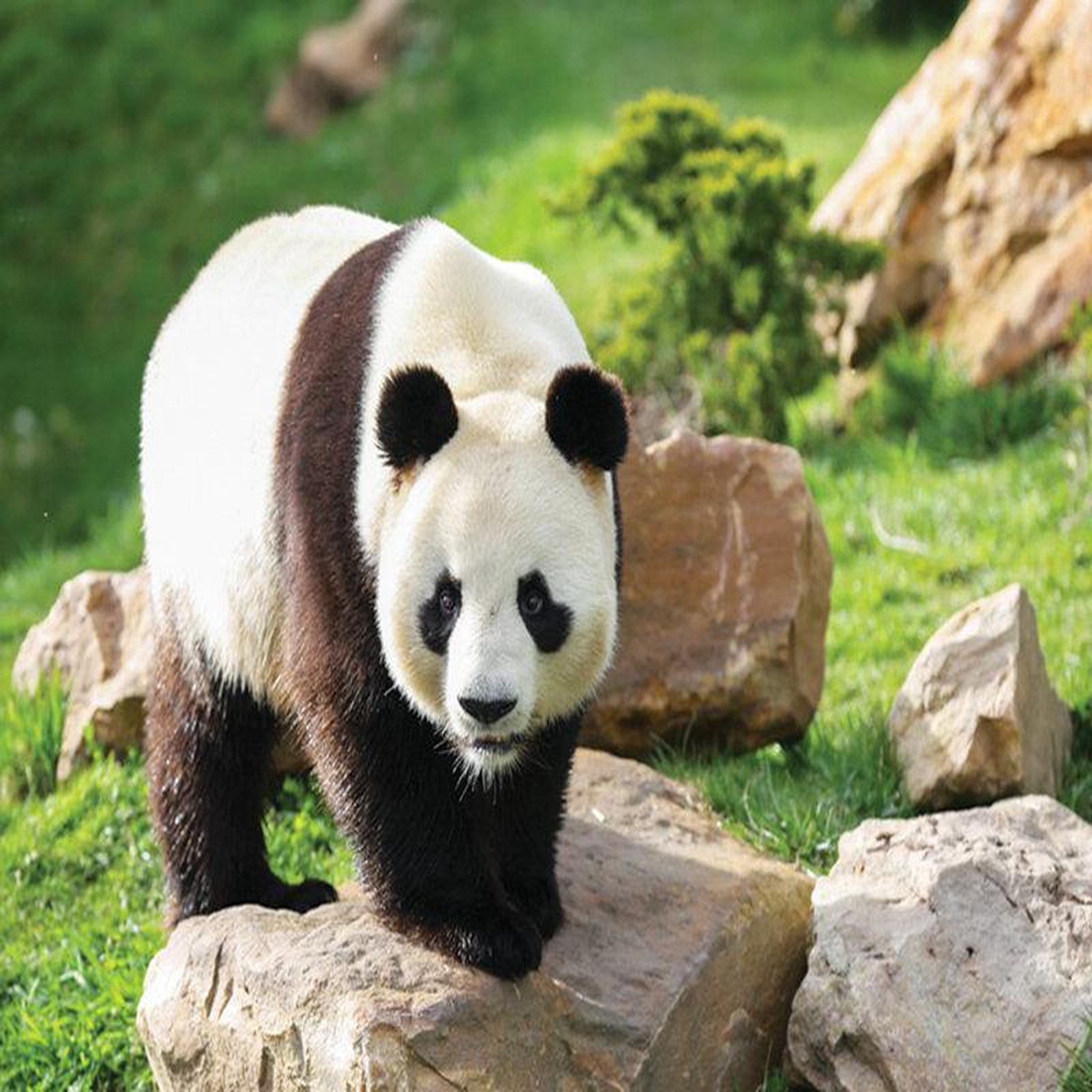 Voir la diapositive 5 : Smartbox ZooParc de Beauval 2026  - 2 billets adultes - Coffret Cadeau Multi-thèmes