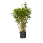 PLANT IN A BOX Bambou non-traçant - Fargesia nitida 'Gansu' - Hauteur 50-70cm - ⌀17cm