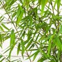  Bambou Jiuzhaigou - Le pot de 13 cm. Hauteur livrée 40-50 cm - Willemse