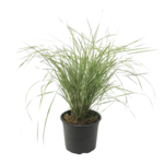 PLANT IN A BOX Calamagrostide - Calamagrostis acutiflora 'Overdam' - Hauteur 20-30cm - ⌀23cm