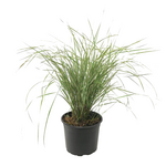 PLANT IN A BOX Calamagrostide - Calamagrostis acutiflora 'Overdam' - Hauteur 20-30cm - ⌀23cm