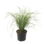 Voir la diapositive 1 : PLANT IN A BOX Calamagrostide - Calamagrostis acutiflora 'Overdam' - Hauteur 20-30cm - ⌀23cm
