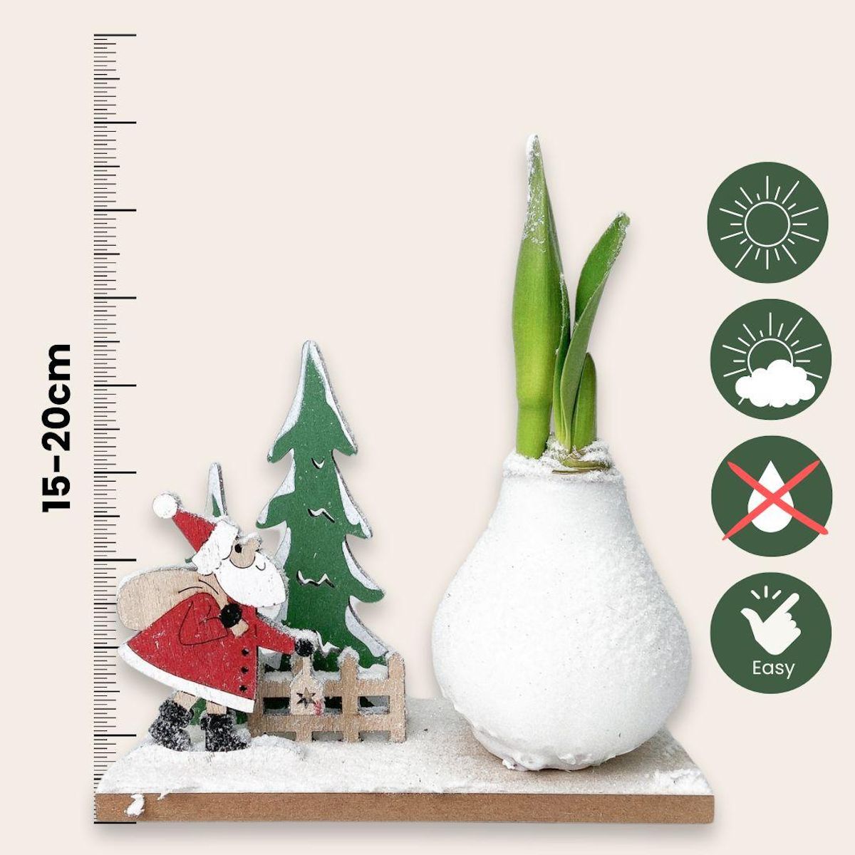 PLANT IN A BOX Amaryllis - Hippeastrum 'Pays des Merveilles Père Noël'