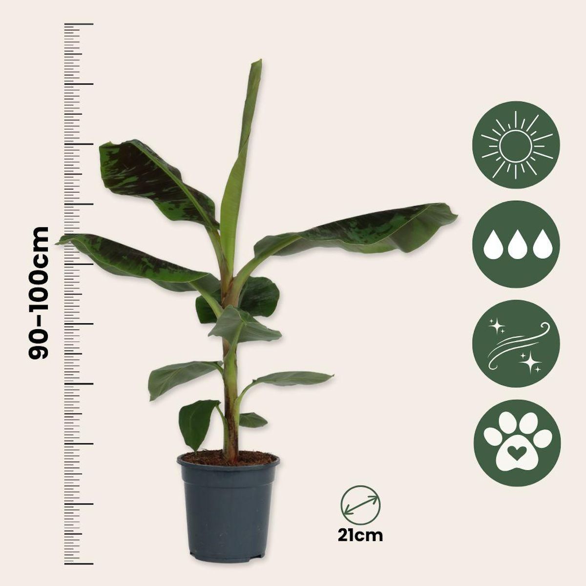 PLANT IN A BOX Bananaier nain - Musa 'Dwarf Cavendish' - Hauteur 90-100cm - ⌀21cm