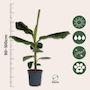 Voir la diapositive 2 : PLANT IN A BOX Bananaier nain - Musa 'Dwarf Cavendish' - Hauteur 90-100cm - ⌀21cm
