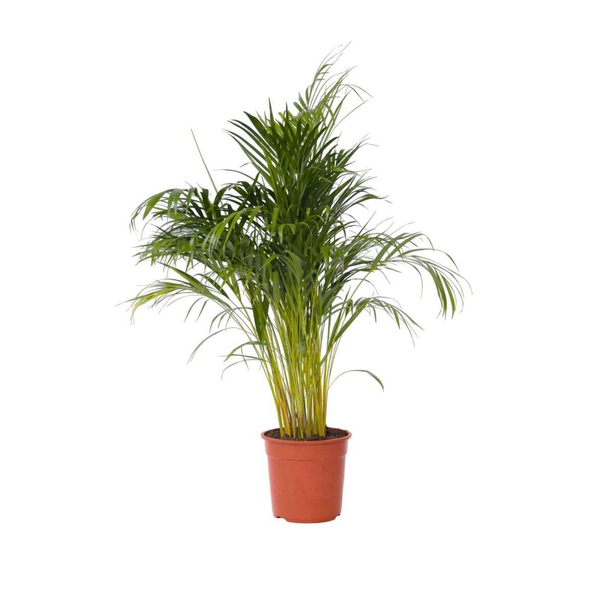 PLANT IN A BOX Palmier areca - Dypsis lutescens - Hauteur 140-150cm - ⌀27cm