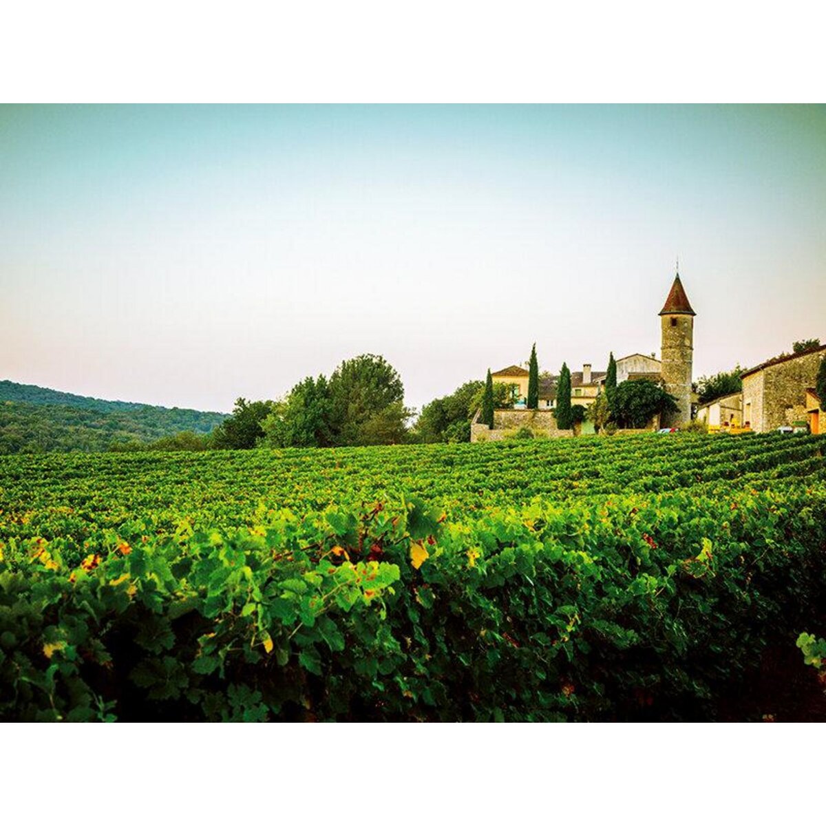 Smartbox Dégustation passionnante de 11 vins biologiques du Domaine de Sauzet au sud de Montpellier - Coffret Cadeau Gastronomie