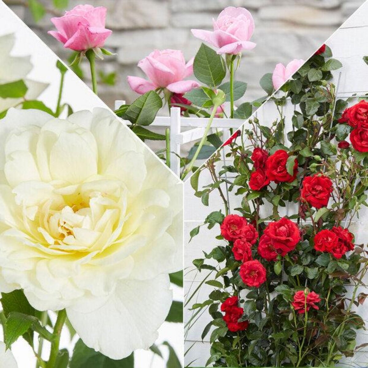 Rosiers pour pots  Achat, Vente en ligne - Willemse