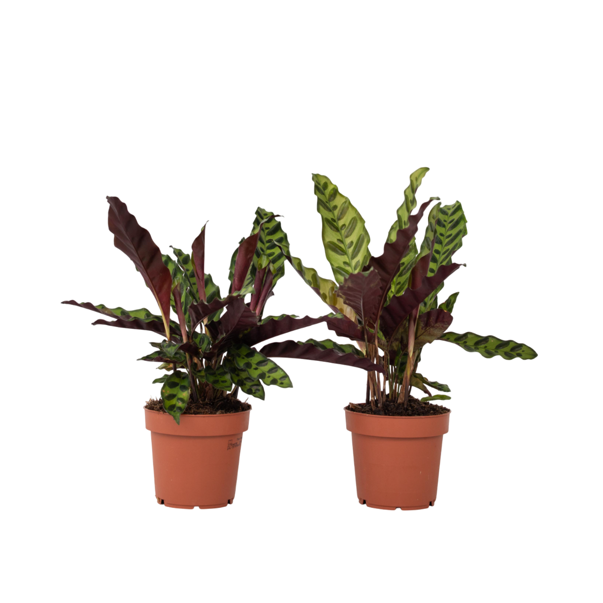 PLANT IN A BOX Calathea ornata - Set de 2 - Goeppertia insignis - Hauteur 30-40cm - ⌀12cm