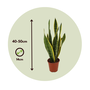 Voir la diapositive 2 : PLANT IN A BOX Langue de belle-mère - Sansevieria trifasciata Laurentii - H40-50cm - ⌀14cm