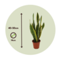 Voir la diapositive 2 : PLANT IN A BOX Langue de belle-mère - Sansevieria trifasciata Laurentii - H40-50cm - ⌀14cm