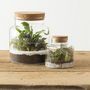 Voir la diapositive 2 : ATMOSPHERA Terrarium en Verre  Bovaj  21cm Transparent