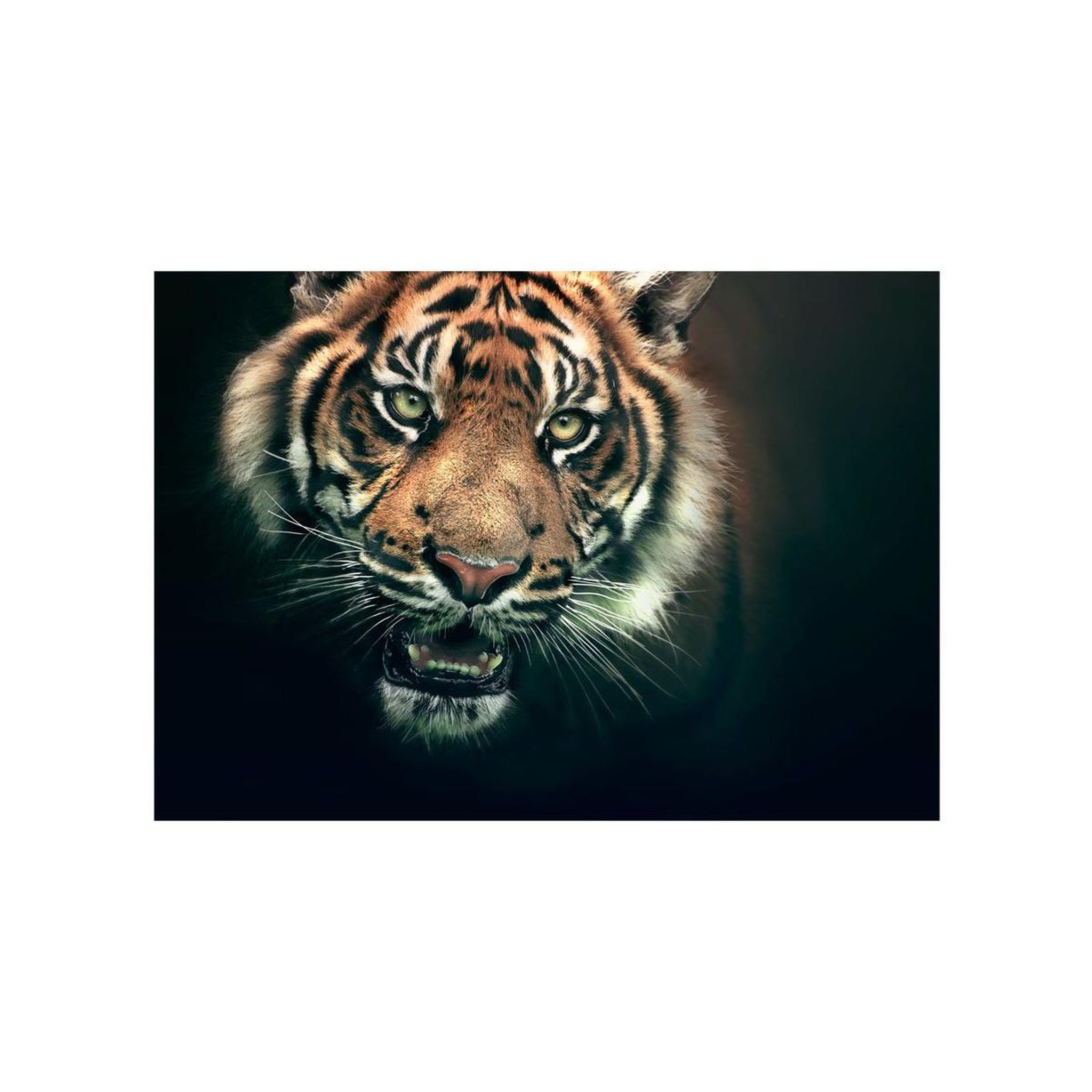 Voir la diapositive 2 : Paris Prix Papier Peint  Tigre du Bengale