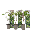 PLANT IN A BOX Hortensia - Set de 3 - Hydrangea paniculata 'Silver Dollar' - H25-40cm - ⌀9cm