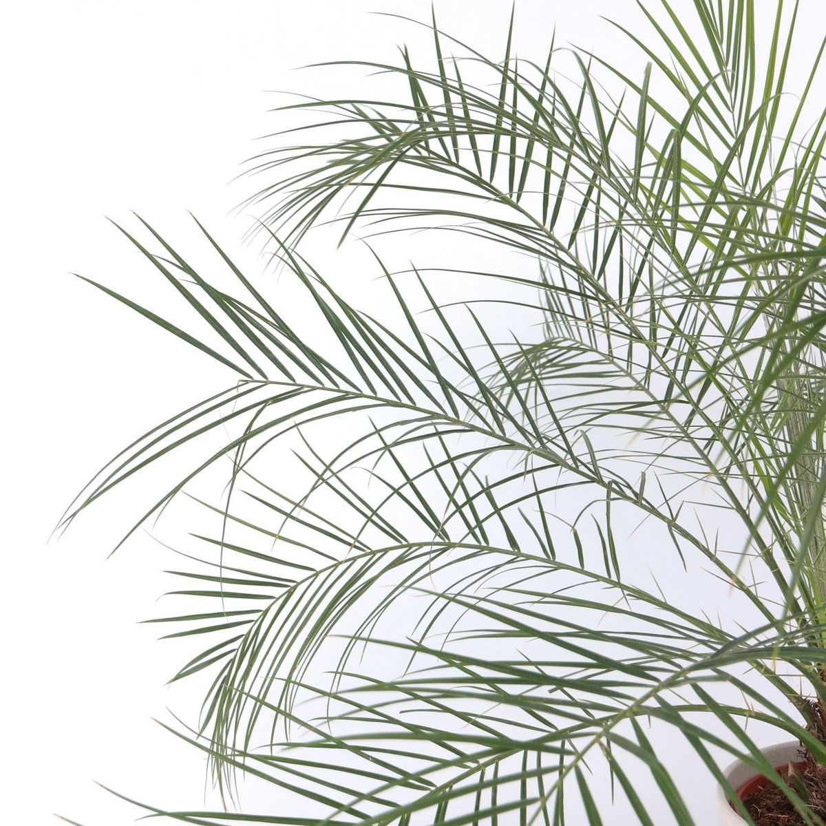 PLANT IN A BOX Palmier Dattier nain - Phoenix roebelenii - Hauteur 80-90cm - ⌀21cm