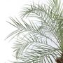 Voir la diapositive 3 : PLANT IN A BOX Palmier Dattier nain - Phoenix roebelenii - Hauteur 80-90cm - ⌀21cm