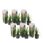 PLANT IN A BOX Herbe de la Pampa - Set de 6 - Cortaderia selloana - Hauteur 25-40cm - ⌀9cm