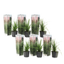 Voir la diapositive 1 : PLANT IN A BOX Herbe de la Pampa - Set de 6 - Cortaderia selloana - Hauteur 25-40cm - ⌀9cm