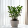 Voir la diapositive 4 : PLANT IN A BOX Plante ZZ - Zamioculcas Emerald - Hauteur 70-80cm - ⌀21cm
