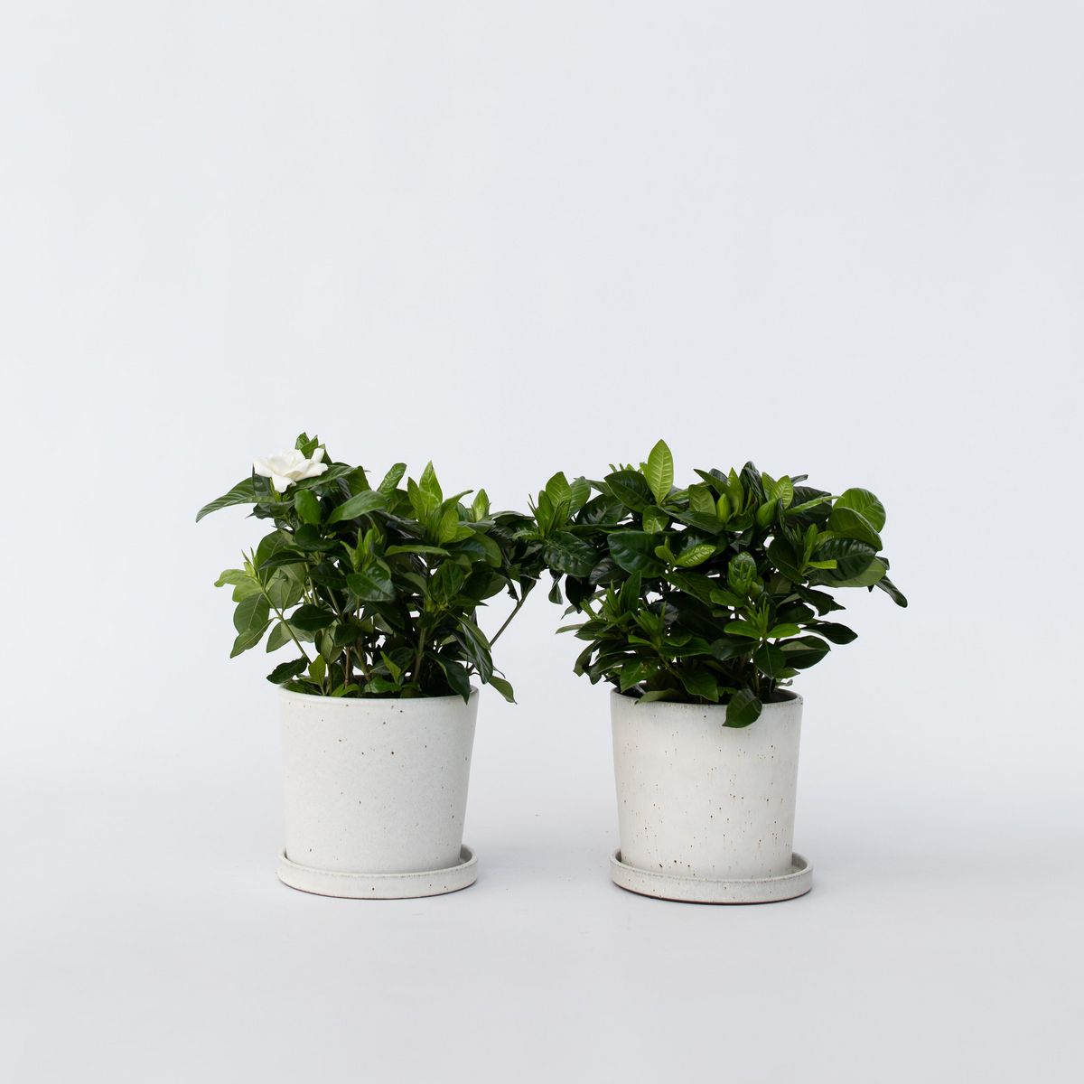 PLANT IN A BOX Jasmin du Cap - Set de 4 - Gardenia jasminoides - Hauteur 20-30cm - ⌀13cm