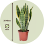 Voir la diapositive 2 : PLANT IN A BOX Langue de belle-mère - Set de 4 - Sansevieria 'Superba' - H35-40cm - ⌀12cm
