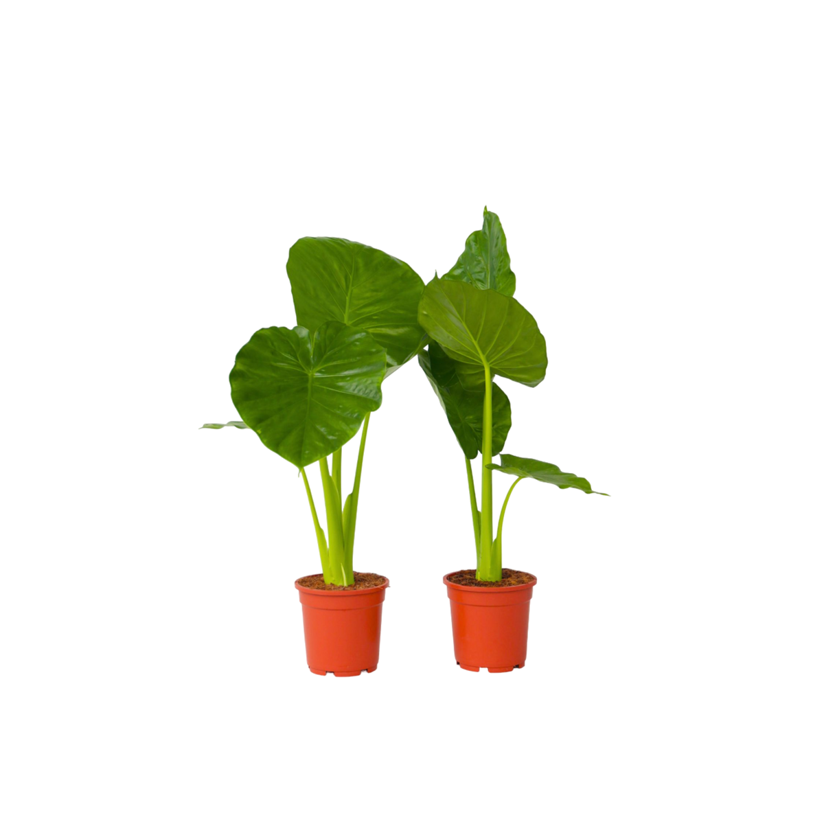 PLANT IN A BOX Plante éléphant - Set de 2 - Alocasia 'Odora' - Hauteur 55-75cm - ⌀17cm