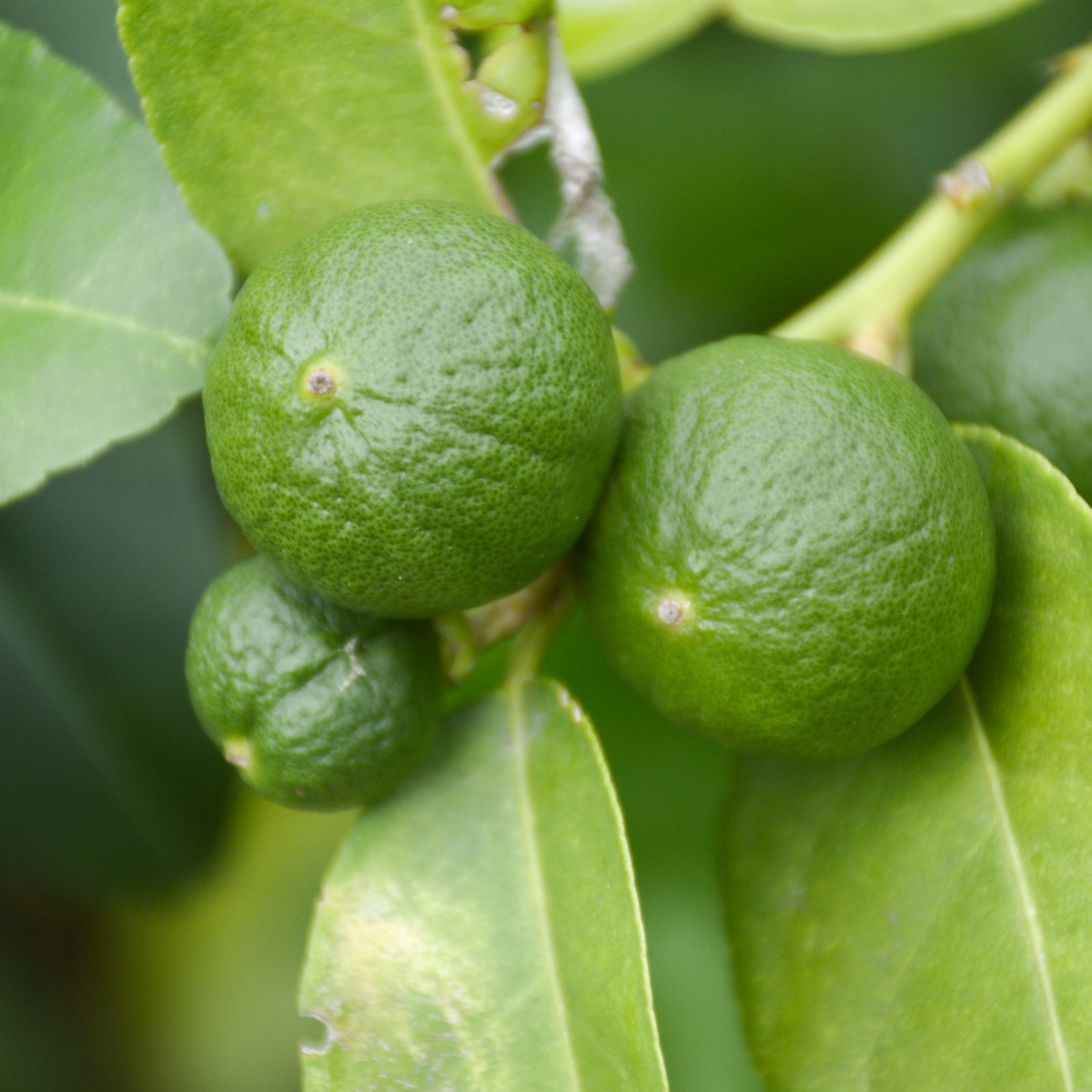 PLANT IN A BOX Citronnier - Set de 3 - Citrus aurantifolia - Hauteur 25-40cm - ⌀9cm