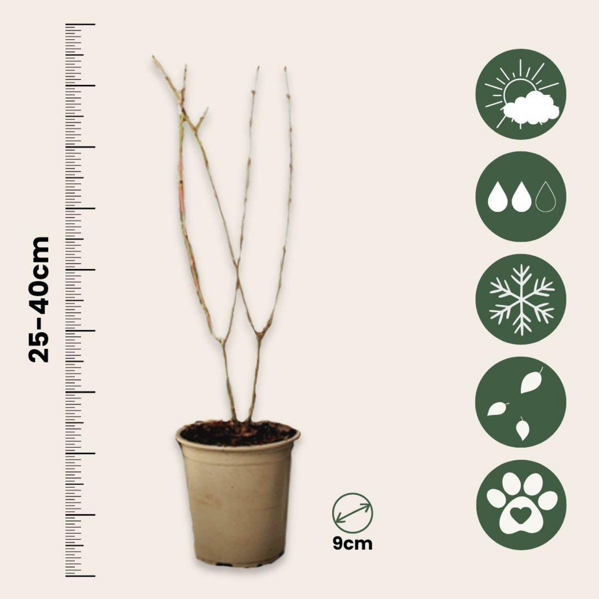 PLANT IN A BOX Grenadier - Set de 3 - Punica granatum - Hauteur 25-40cm - ⌀9cm