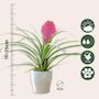 Voir la diapositive 2 : PLANT IN A BOX Tillandsia cyanea ‘Pastel' – Lot de 3 avec pot – Hauteur 20–30cm – ø7cm
