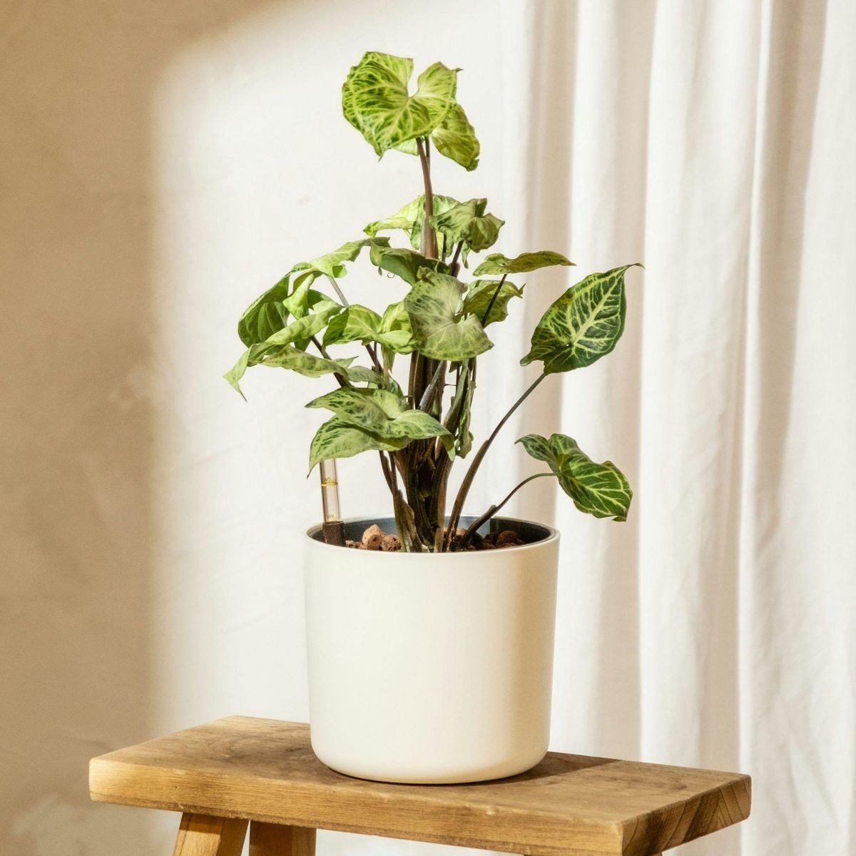 PLANT IN A BOX Patte-d'oie - Set de 2 - Syngonium podophyllum 'Pixie' - Hauteur 25-40cm - ⌀12cm