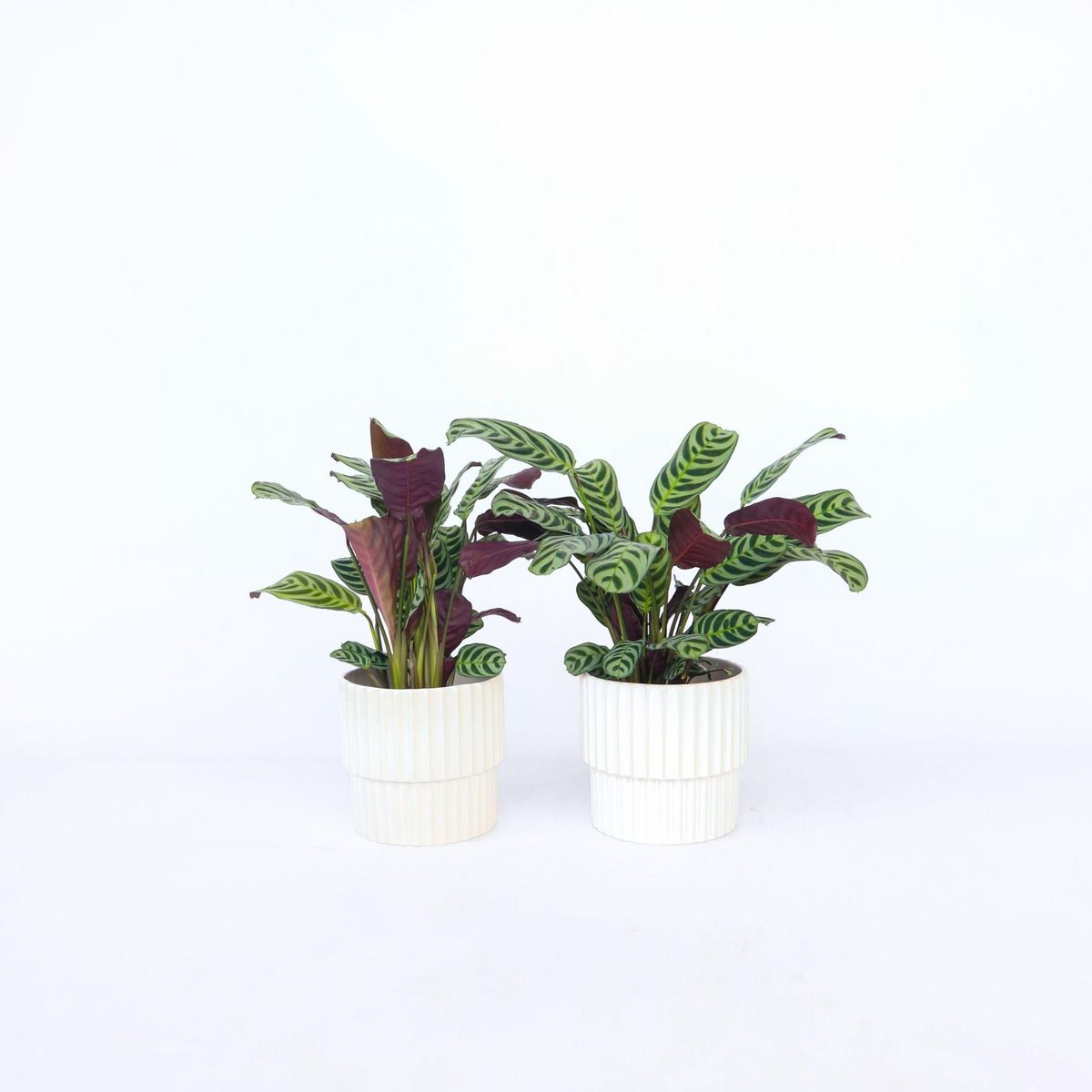 PLANT IN A BOX Plante Dormeuse - Set de 2 - Ctenanthe 'burle-marxii' - Hauteur 25-40cm - ⌀12cm