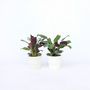 Voir la diapositive 5 : PLANT IN A BOX Plante Dormeuse - Set de 2 - Ctenanthe 'burle-marxii' - Hauteur 25-40cm - ⌀12cm