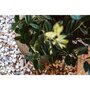 CAPI Capi Pot a fleurs Nature Row conique 42x38 cm Vert olive