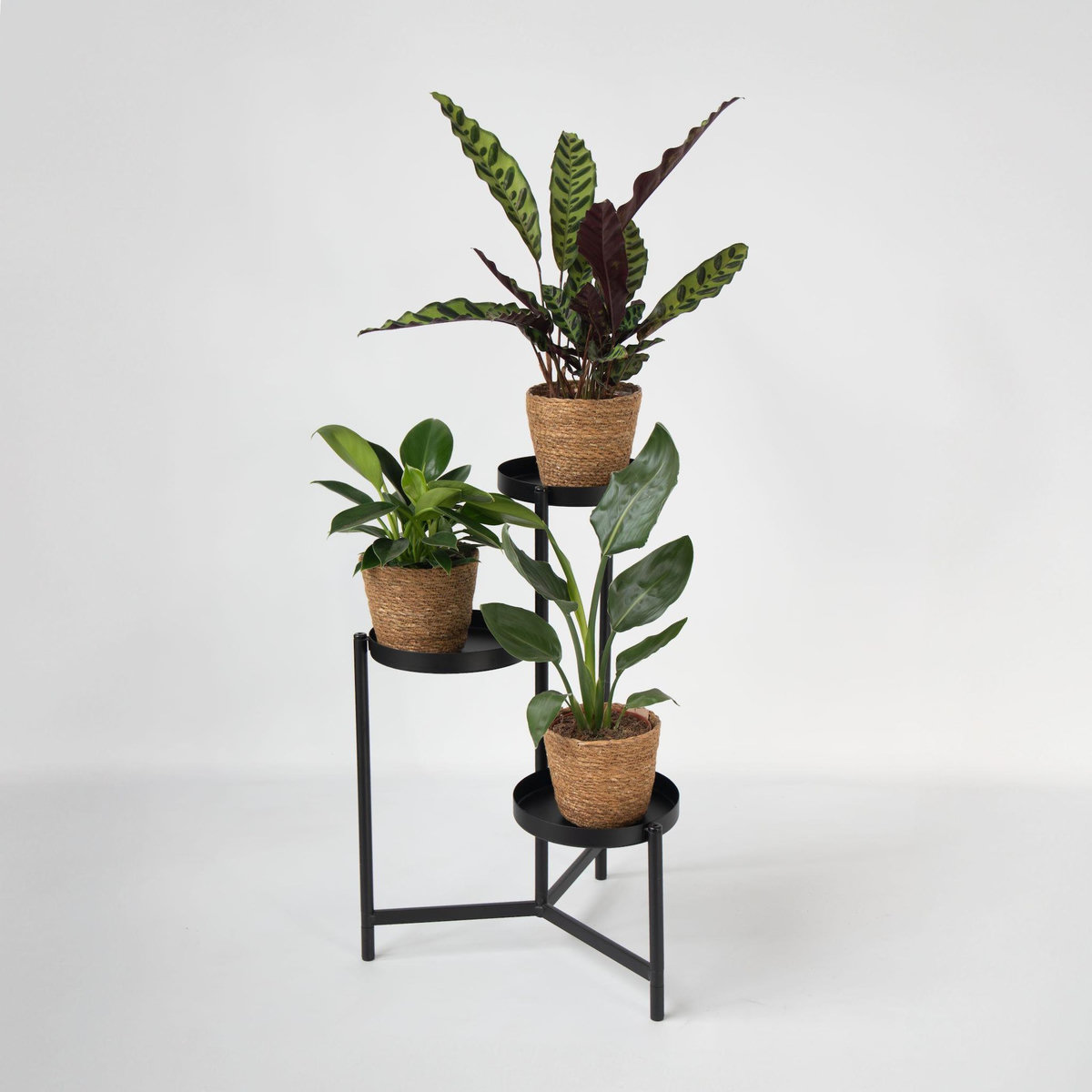 PLANT IN A BOX Lot de 3 plantes d'intérieur avec paniers - Hauteur 25-40cm - ⌀12cm