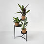 Voir la diapositive 4 : PLANT IN A BOX Lot de 3 plantes d'intérieur avec paniers - Hauteur 25-40cm - ⌀12cm
