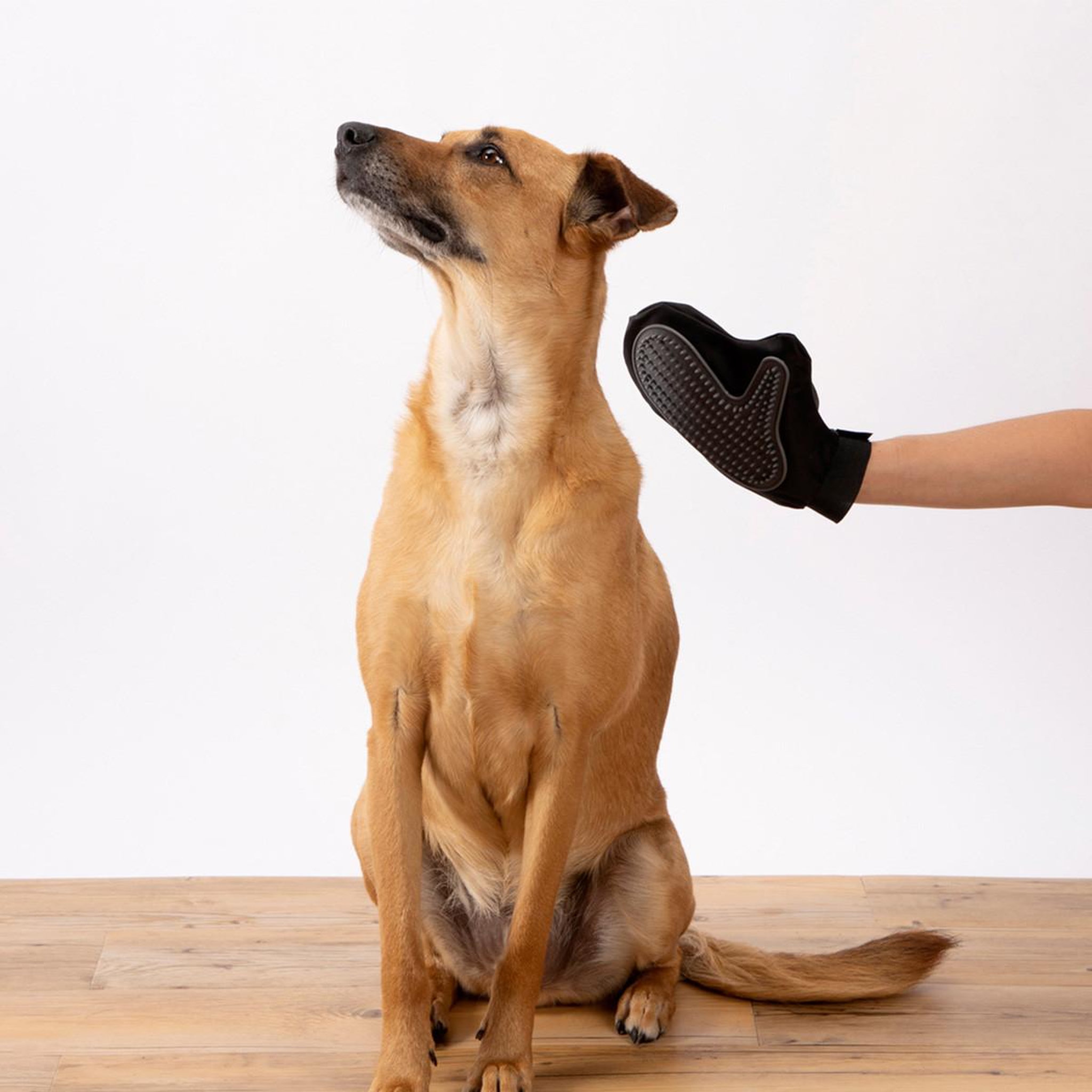 Voir la diapositive 4 : LOVE STORY Gant de brossage pour chien & chat  1 face  24cm noir