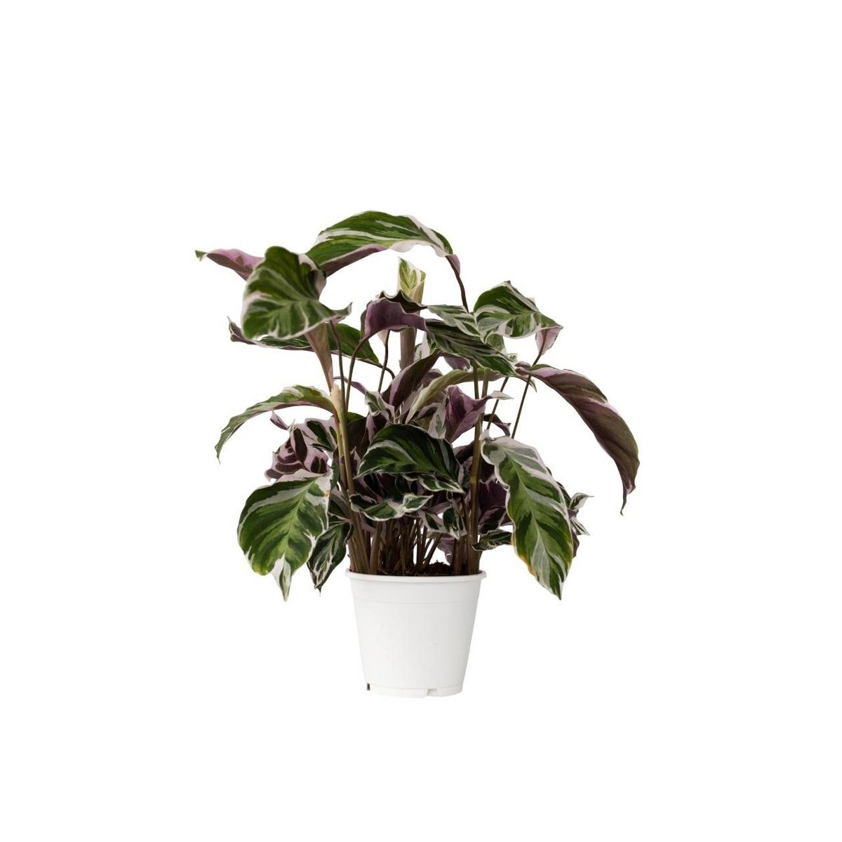 PLANT IN A BOX Calathée - Calathea Lietzei 'White Fusion' - Hauteur 30-40cm - ⌀14cm