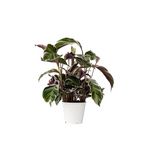 PLANT IN A BOX Calathée - Calathea Lietzei 'White Fusion' - Hauteur 30-40cm - ⌀14cm