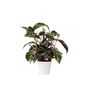 Voir la diapositive 1 : PLANT IN A BOX Calathée - Calathea Lietzei 'White Fusion' - Hauteur 30-40cm - ⌀14cm