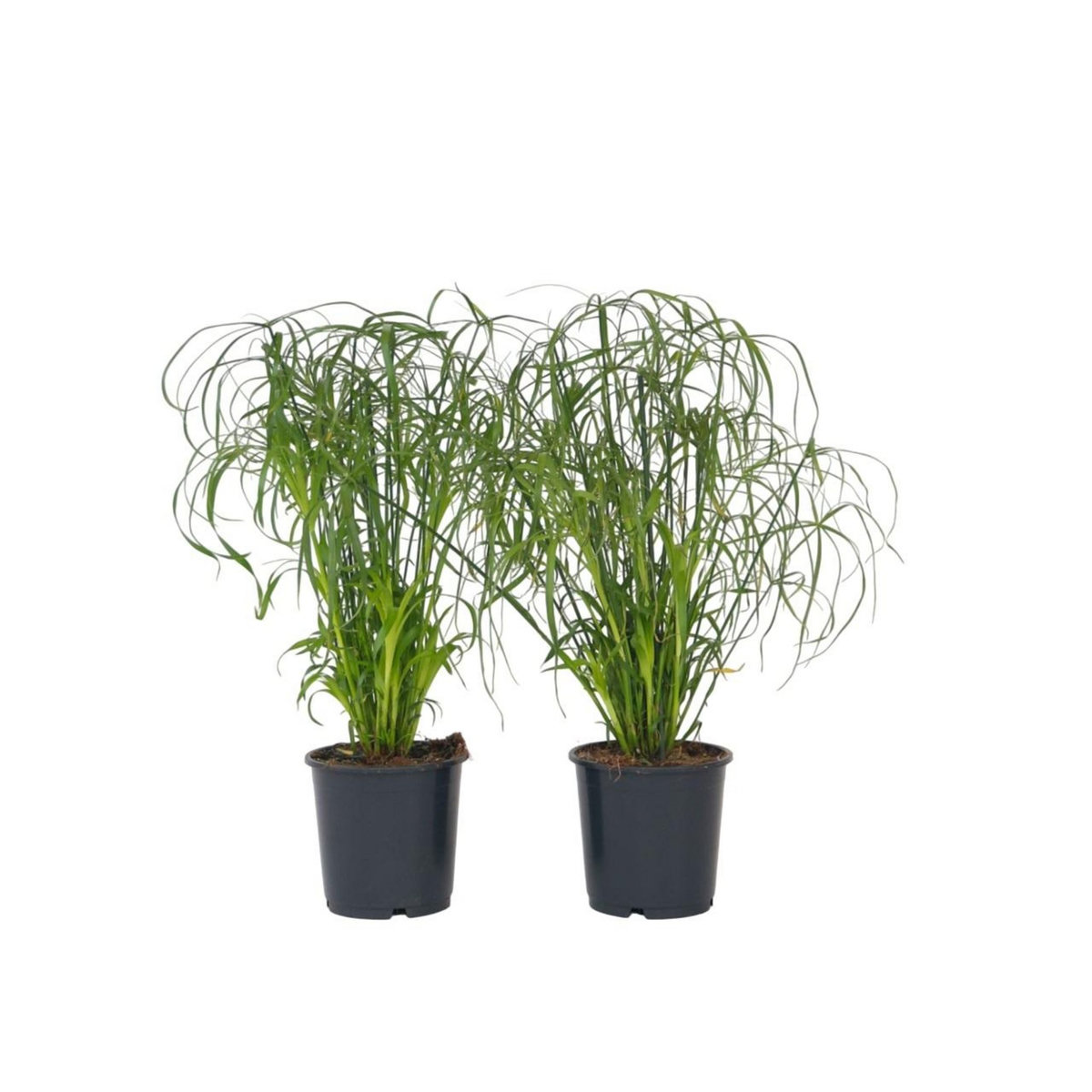 PLANT IN A BOX Papyrus - Set de 2 - Cyperus alternifolius - Hauteur 40-50cm - ⌀14cm