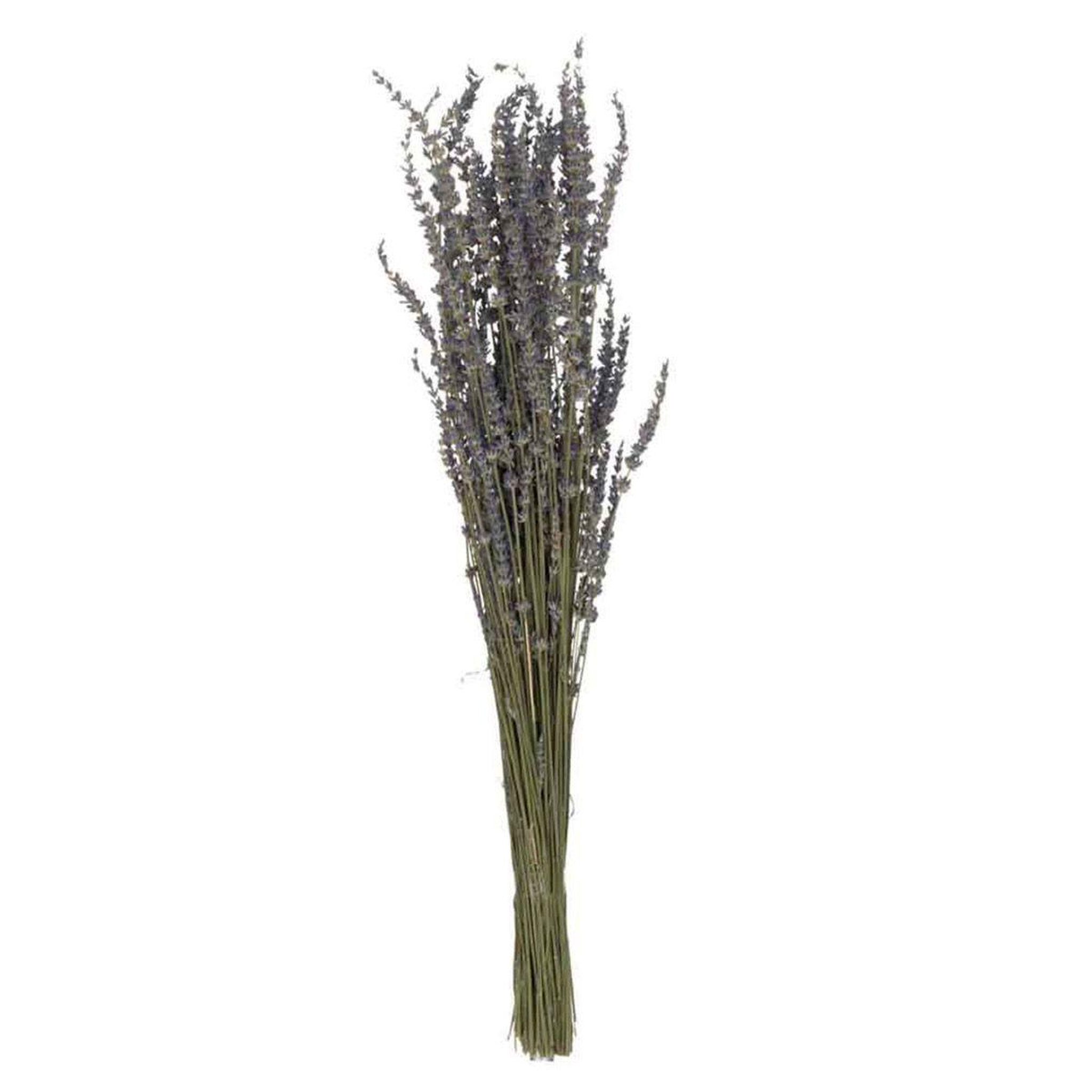 J-LINE Bouquet de fleurs séchées  lavande  73cm mauve