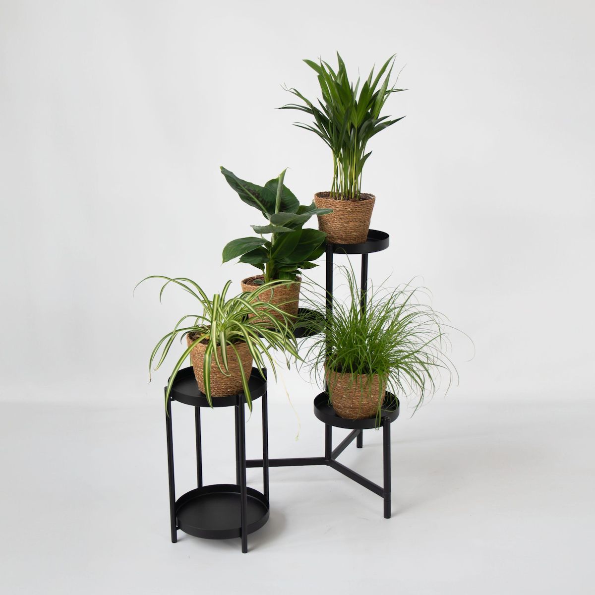 PLANT IN A BOX Plantes sans danger - Lot de 4 avec paniers - H.25-40cm - ⌀12cm
