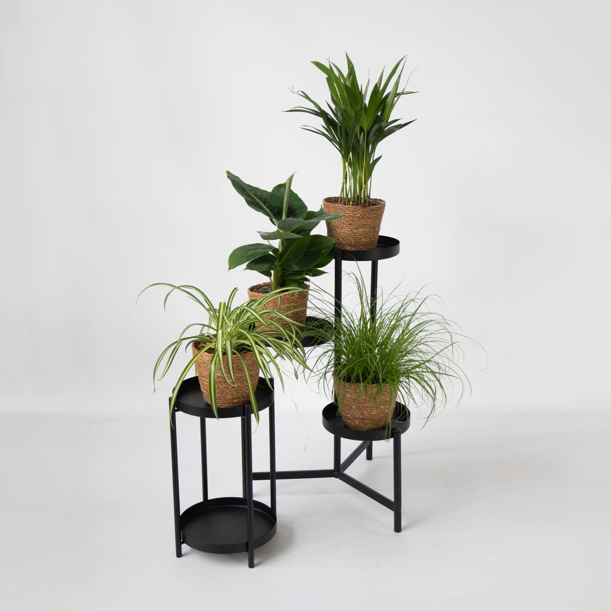 PLANT IN A BOX Plantes sans danger - Lot de 4 avec paniers - H.25-40cm - ⌀12cm
