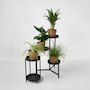 Voir la diapositive 4 : PLANT IN A BOX Plantes sans danger - Lot de 4 avec paniers - H.25-40cm - ⌀12cm