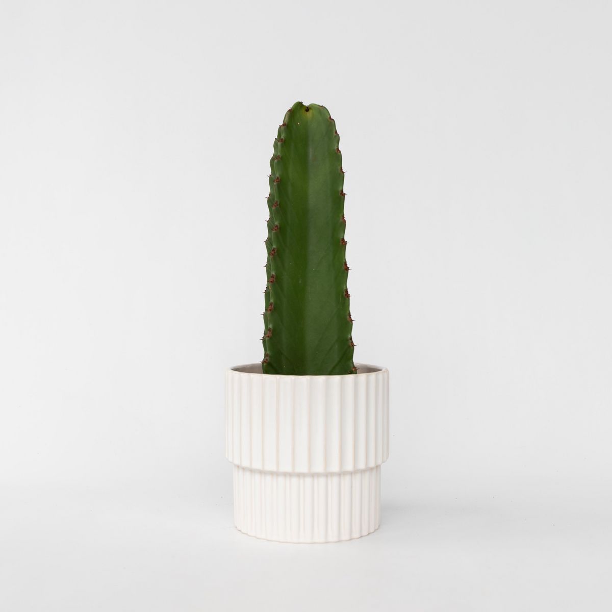 PLANT IN A BOX Euphorbe ingens - Euphorbia ingens - Hauteur 40-50cm - ⌀18cm