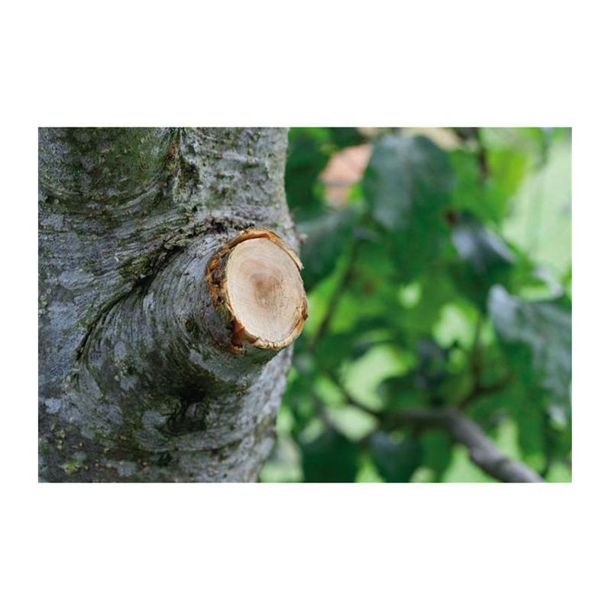 Voir la diapositive 3 : Gardena Coupe-branches GARDENA SmartCut Comfort - 8773-20