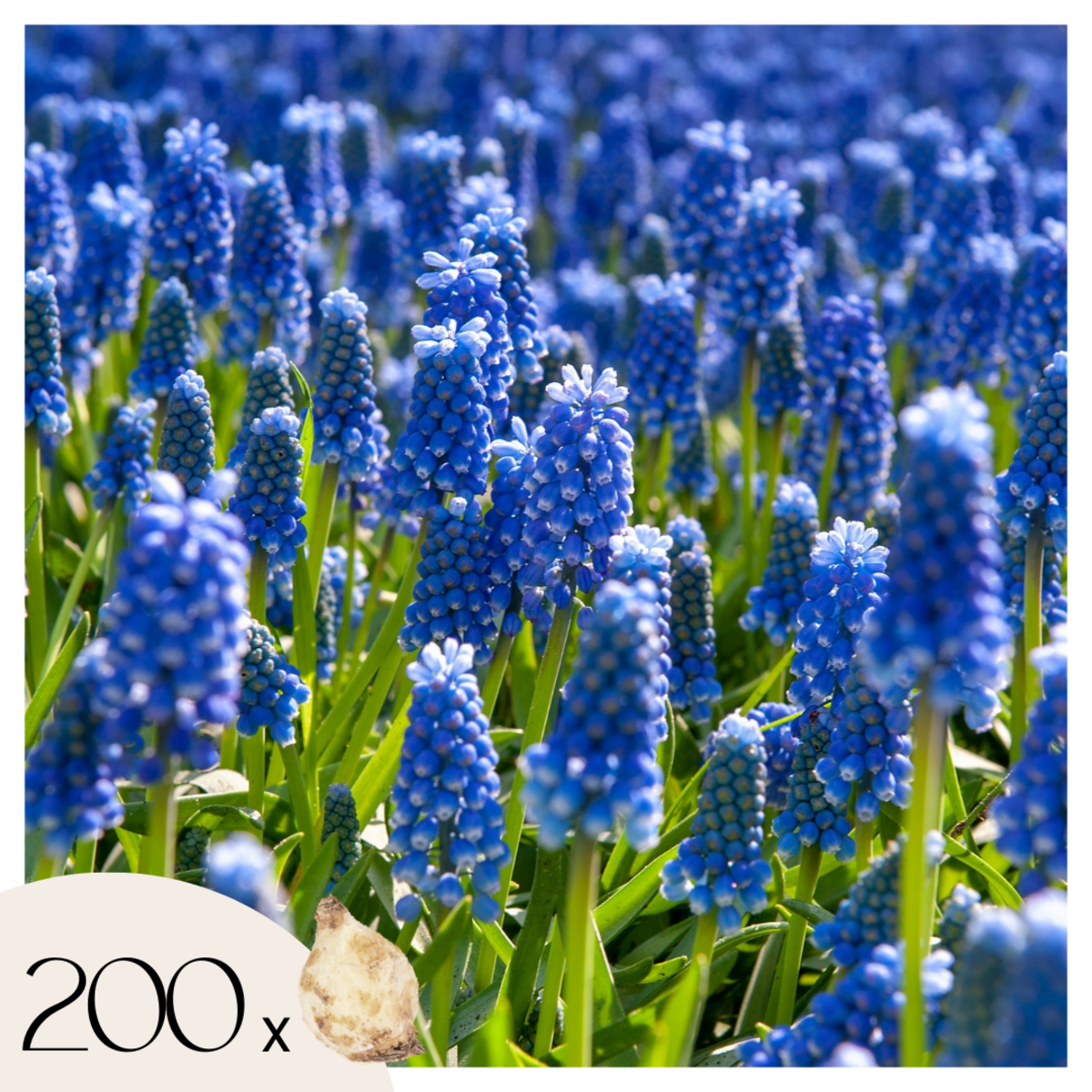 PLANT IN A BOX Muscari d'Arménie - Set de 200 - Muscari armeniacum - Bulbes à fleurs - Bleu