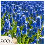 Voir la diapositive 1 : PLANT IN A BOX Muscari d'Arménie - Set de 200 - Muscari armeniacum - Bulbes à fleurs - Bleu