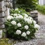 Voir la diapositive 5 : PLANT IN A BOX Hortensia - Set de 3 - Hydrangea macrophylla teller 'Benxi' - H25-40cm - ⌀9cm