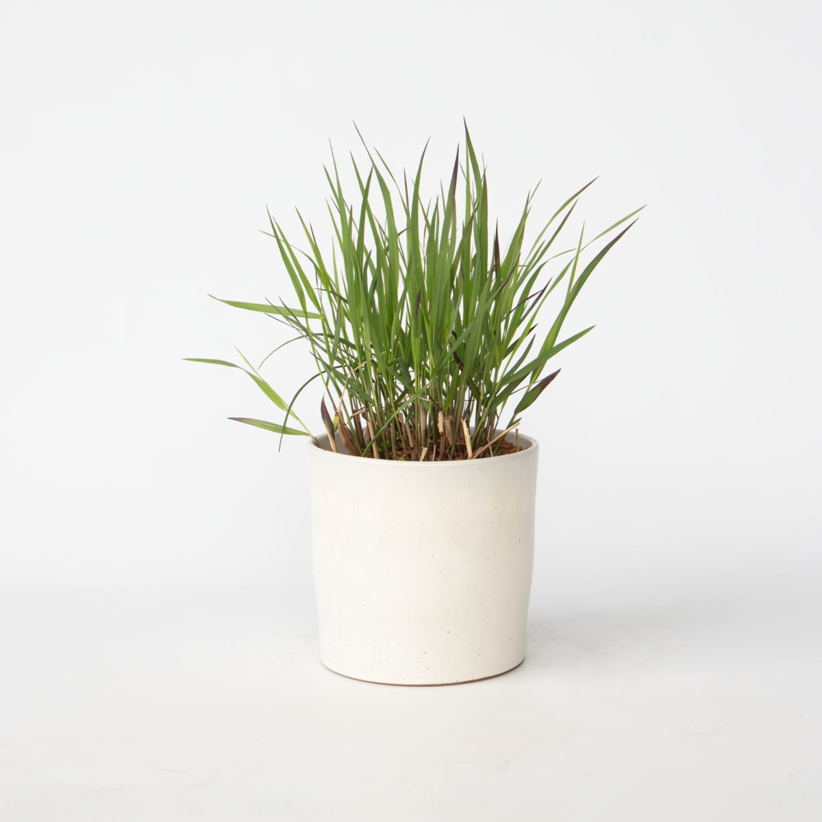 PLANT IN A BOX Herbe aux doigts - Panicum Virgatum 'Squaw' - Hauteur 40-60cm - ⌀23cm